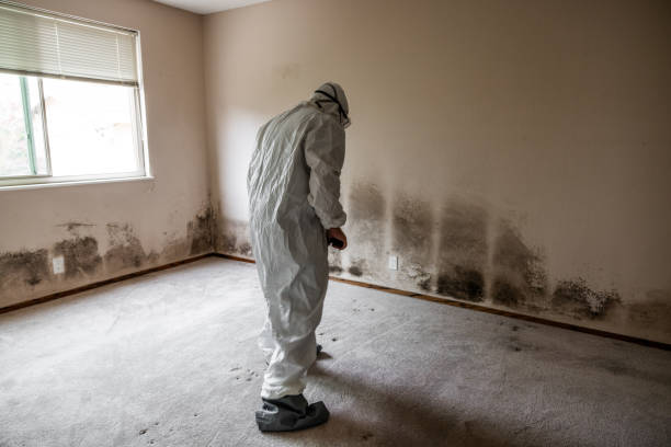 Cabool, MO Mold Inspection, Removal & Remediation Company